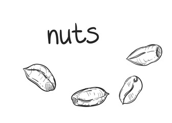 Hand drawn sketch black and white of nuts, peanuts. Vector illustration. Elements in graphic style label, sticker, menu, package. Engraved style illustration.