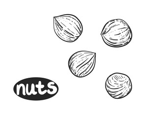 Hand drawn sketch black and white of nuts, hazelnuts. Vector illustration. Elements in graphic style label, sticker, menu, package. Engraved style illustration.