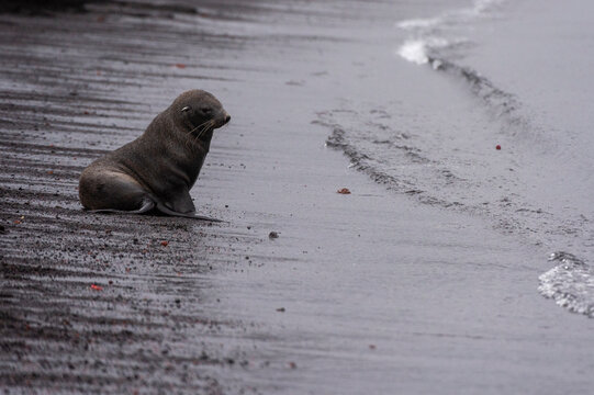 Antarctic fur seal (Arctocephalus gazella) on black volcanic beach, Deception Island, Antarctica