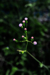 Pink plant dark green background