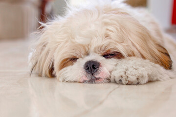 
Very cute shih tzu dog