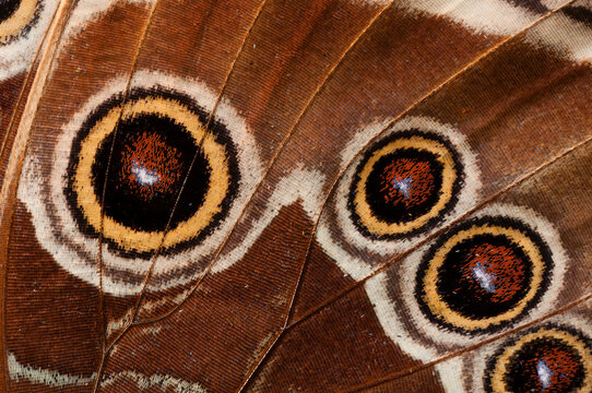 Ocelli of Peleides Blue Morpho (Morpho peleides limpida), La Paz Waterfall Gardens, Vara Blanca, Costa Rica