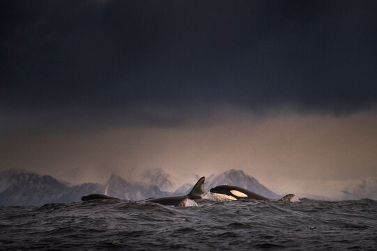 Dark overcast sky over waves, and a school of killer whales (orca) breaking the surface of the sea at Lofoten, Norway