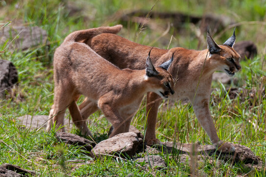 Caracal (Felis caracal), Masai Mara National Reserve, Kenya