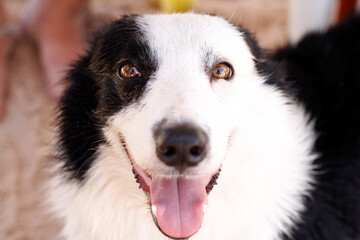 Black and white Siberian Hasqui dog
