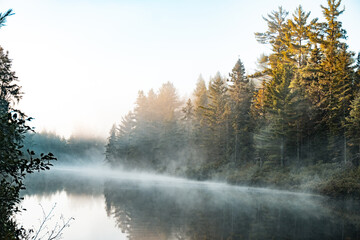 misty morning in the forest