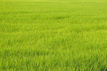 fresh green rice tree in country Thailand