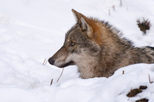 Gray wolf (Canis lupus), Captive, Bavarian Forest National Park, Bavaria, Germany