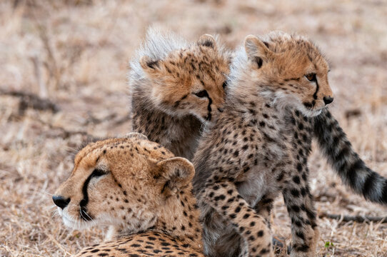 Cheetah (Acinonyx jubatus) and cubs, Masai Mara National Park, Kenya