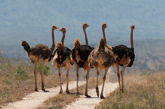 Flock of ostrich (Struthio camelus), Lualenyi Game Reserve, Kenya