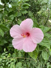 pink hibiscus flower in nature garden