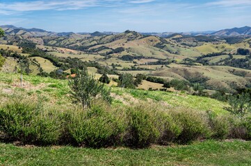 Fototapeta premium Beautiful landscape view saw from a lavender fields plantation with some Ocimum basilicum (Great basil herbs) nearby.