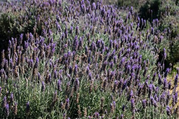 Obraz premium Close up of some Lavender flowers (Lavandula dentata - a species of flowering plant in the family Lamiaceae) cultivated in the agriculture fields of Cunha - Sao Paulo / Brazil