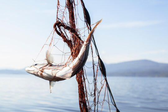 Fish entangled in fishing net