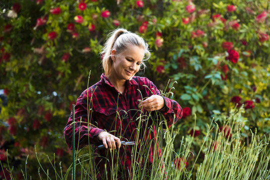 Woman pruning flowers in garden
