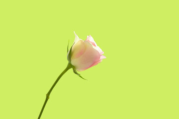 Beautiful bright rose bud of pink color close up on light green isolated background