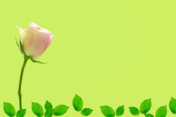 Background with beautiful bright pink rose and green leaves on light green isolated background with place for text