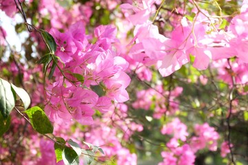 In selective focus a sweet pink Bougainvillea flower blossom with green leaves and sunlight