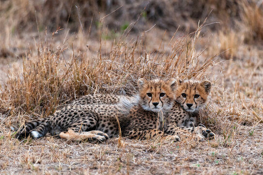 Cheetah (Acinonyx jubatus), Masai Mara National Park, Kenya
