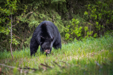 A large black bear in Jasper National Park grazes on the grasses during the early Summer.