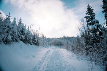 winter landscape with trees