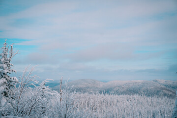 winter landscape with trees and snow