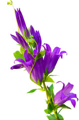 Beautiful bright flowers bells (Campánula) purple color close up on white isolated background