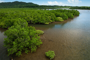 Fototapeta na wymiar Mangrove forest illuminated by soft light and transparent waters in the Goyoshi River. Iriomote Island.