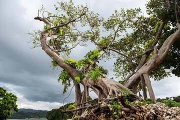 Ficus Microcarpa, with its roots trapped in coral rocks and its shape resembling a dragon with Monstera Deliciosa wrapped around its trunk. Iriomote Island.