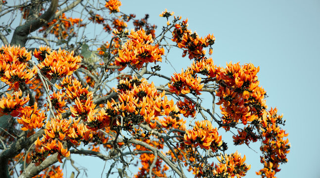 Butea Monosperma or palash flower of southeast asia on white background. Plaso monosperma, Butea frondosa, Erythrina monosperma.