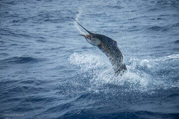 Naklejka premium Sailfish Jumping