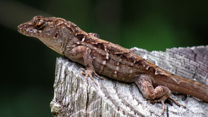 Lizard basking in the sun.