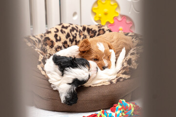 Cavapoo Puppies playing 
