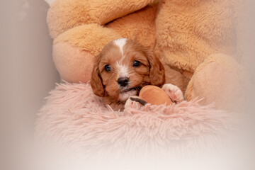 Very cute cavapoo puppy