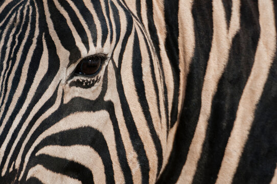 Close up of burchell's zebra (Equus burchellii), Etosha National Park, Namibia