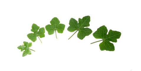 Naklejka premium Ivy gourd leaves isolated on white background. Toxic wild ivy gourd leaf