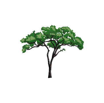 Acacia tree  vector illustration hand drawn image