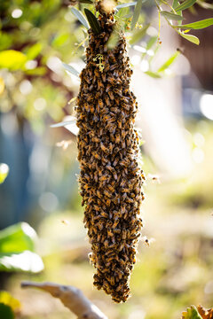 Swarm of bees hanging on tree