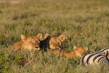 Two lioness (Panthera leo) relaxing beside 5 weeks old cub on common zebra carcass (Equus quagga), Seronera, Serengeti National Park, Tanzania