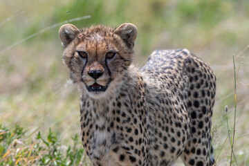 Cheetah cub (Acynonix jubatus), Seronera, Serengeti National Park, Tanzania 
