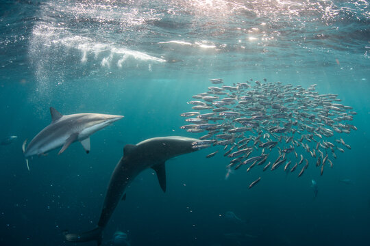 Sardine baitballs being hit by multiple predators