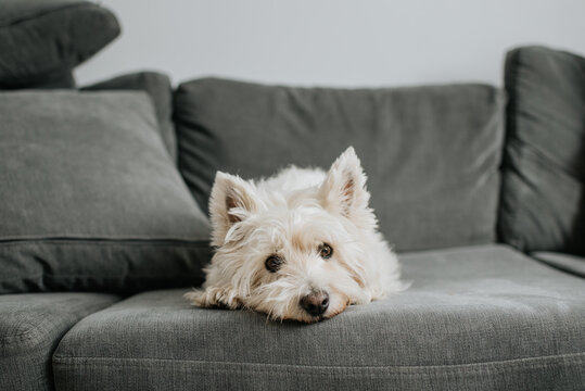 Pet terrior dog resting on couch in living room