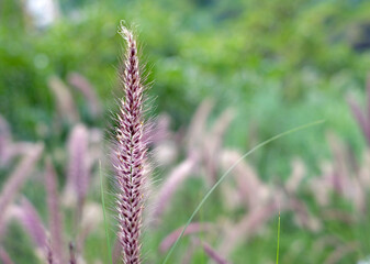 Seedhead of a common field grass.