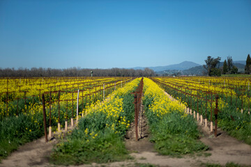 Fototapeta na wymiar vineyard in late winter with yellow flowers