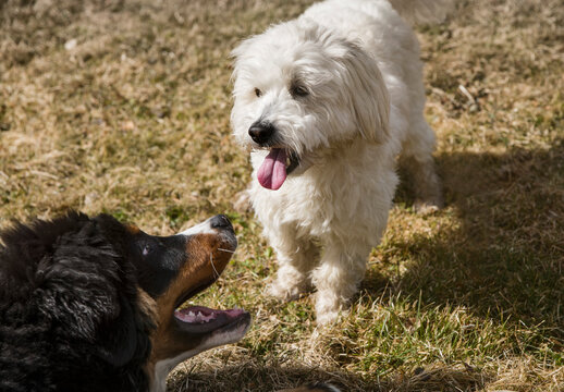 Bernese Mountain Dog puppy and Maltese Poodle playing together in a park.