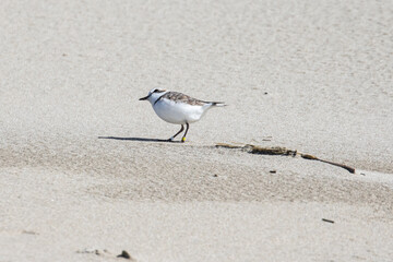 Endangered Five Year Old Male Snowy Plover Scans the Sky for Predators on an Oregon Beach