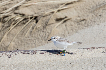 Endangered Nine Year Old Female Snowy Plover on an Oregon Beach