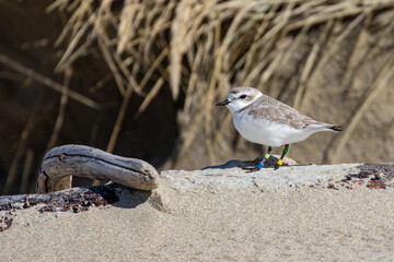 Endangered Nine Year Old Female Snowy Plover on an Oregon Beach
