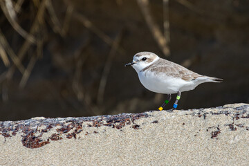Endangered Nine Year Old Female Snowy Plover on an Oregon Beach