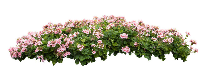 Flower bush tree isolated tropical plant with clipping path.